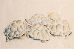 aquarel schildpadden